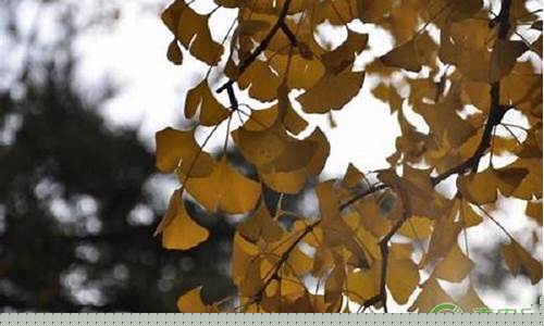 农历是指几号还是初几?-农历是指几号还是初几