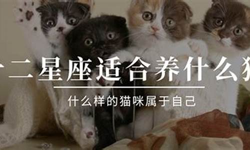 12星座专属宠物-12星座专属宠物 动物