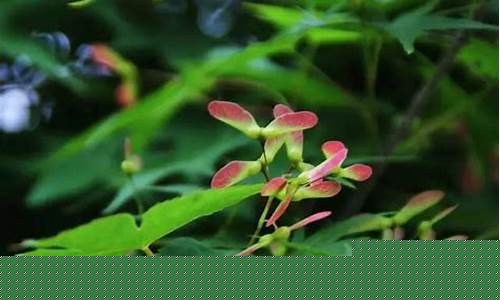 白羊座的致命弱点-白羊座九大致命弱点